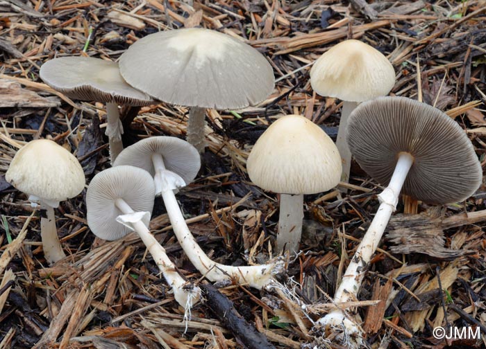 Agrocybe rivulosa