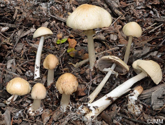 Agrocybe rivulosa