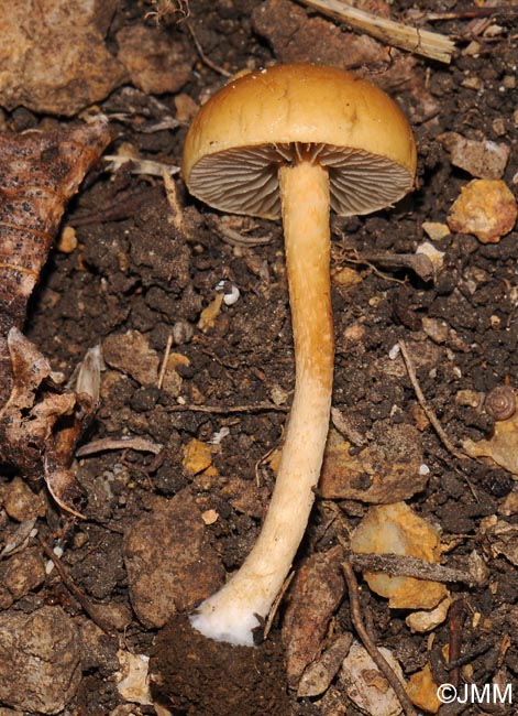 Agrocybe semiorbicularis