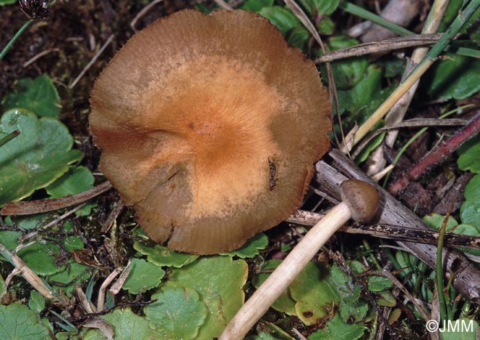 Agrocybe sphaleromorpha