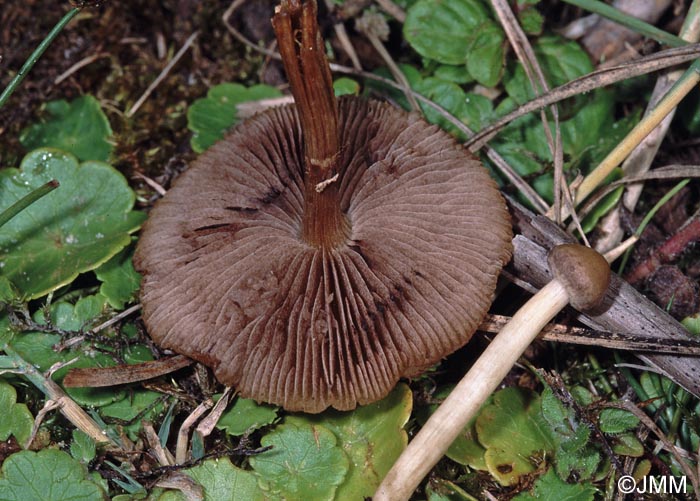 Agrocybe sphaleromorpha