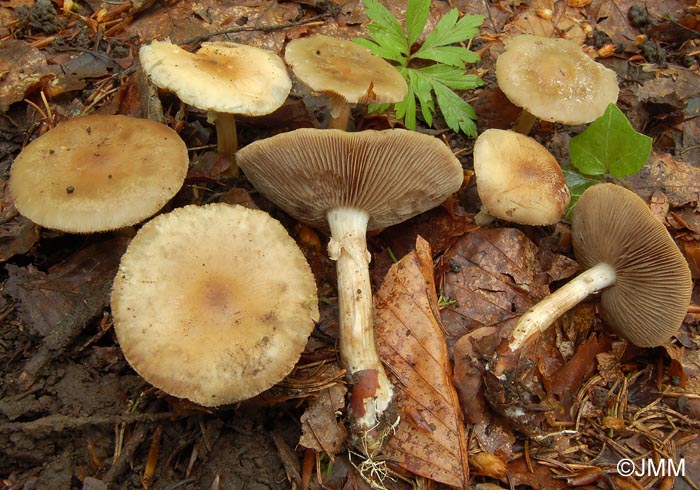 Agrocybe xanthocystis