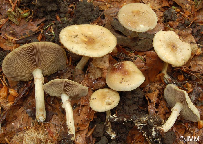 Agrocybe xanthocystis