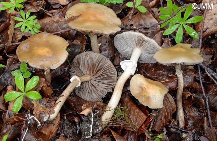 Agrocybe xanthocystis