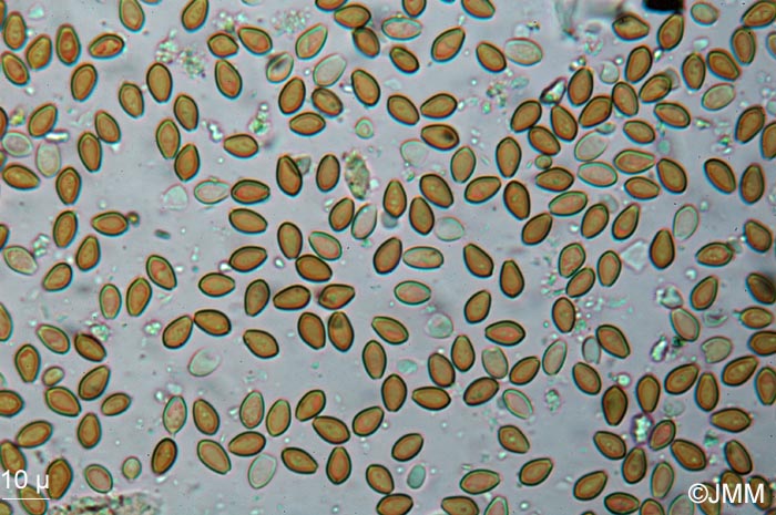 Agrocybe xanthocystis