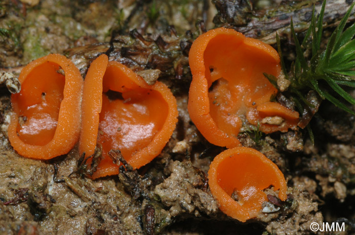 Aleuria aurantia