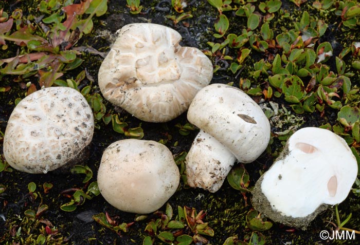 Agaricus aristocratus = Agaricus arcticus