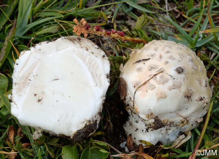 Amanita oreina