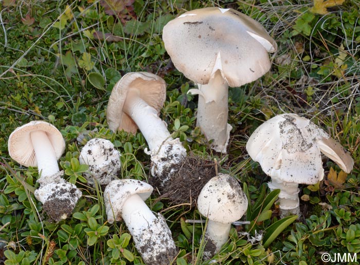 Amanita oreina