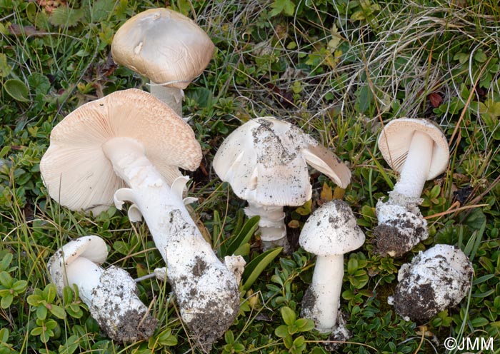 Amanita oreina