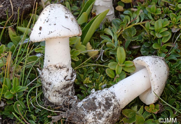 Amanita oreina