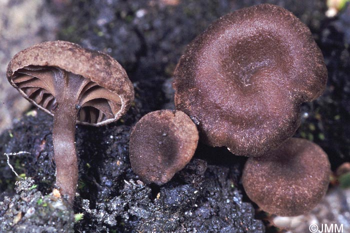 Omphalina obscurata = Arrhenia obscurata