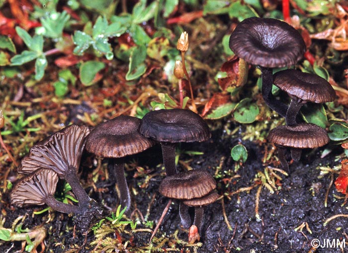 Omphalina velutipes = Arrhenia velutipes