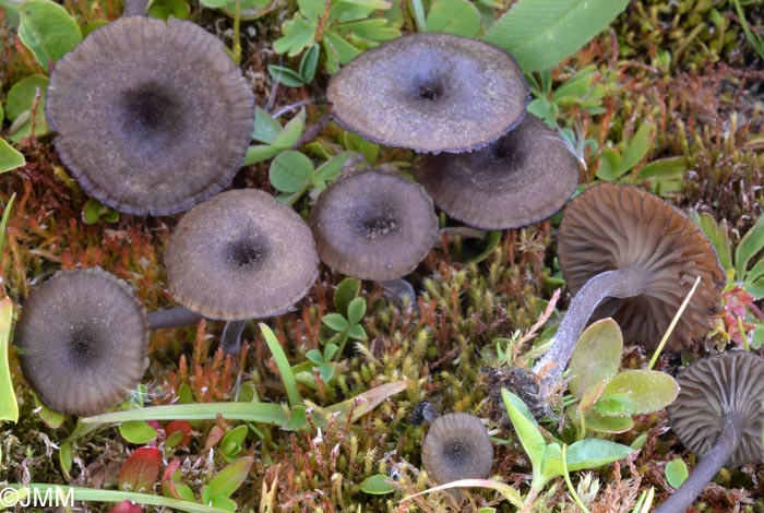 Omphalina velutipes = Arrhenia velutipes