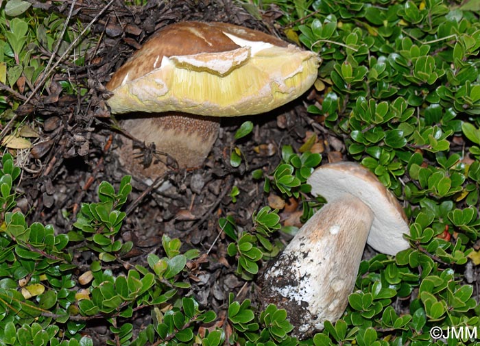 Boletus edulis parmi Arctostaphylos uva-ursi