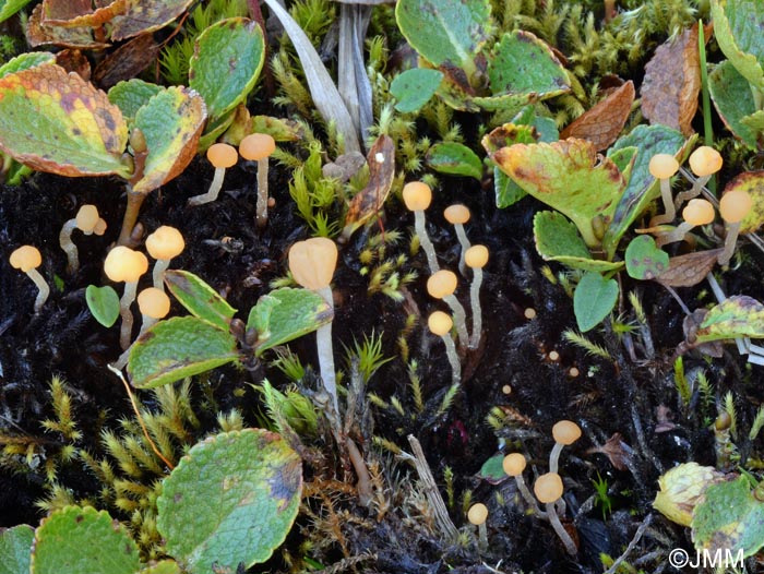 Bryoglossum gracile