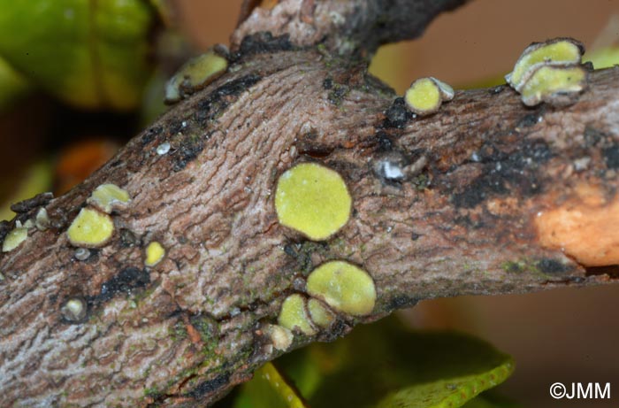 Chlorosplenium cenangium