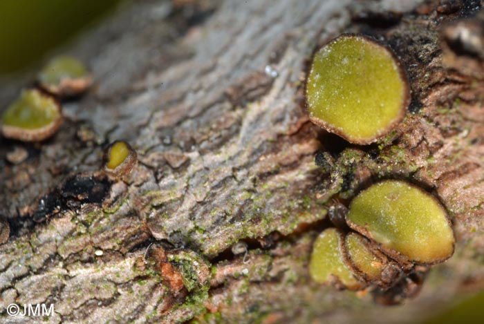 Chlorosplenium cenangium