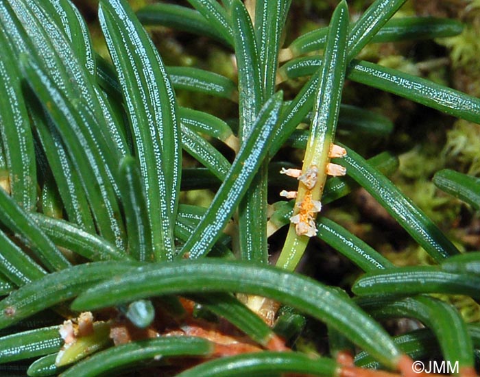 Chrysomyxa rhododendri