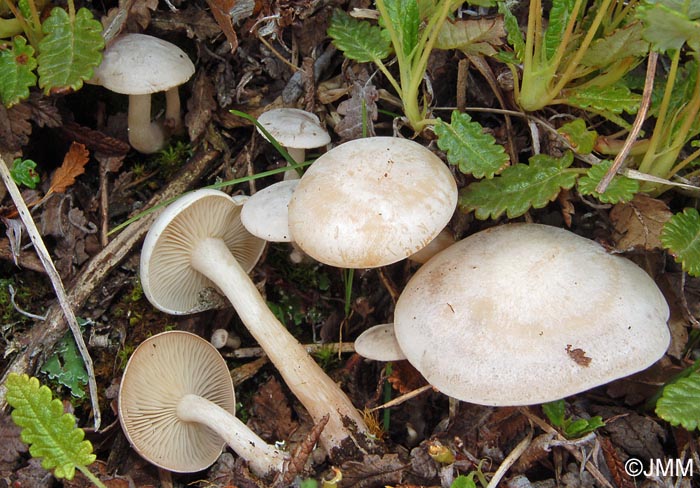 Clitocybe candicans