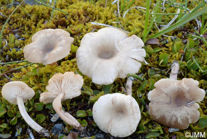 Clitocybe festivoides