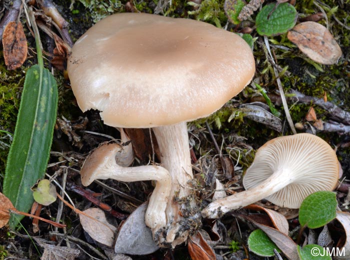 Clitocybe festivoides