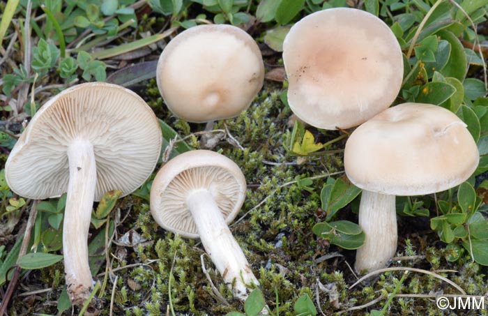 Clitocybe festivoides