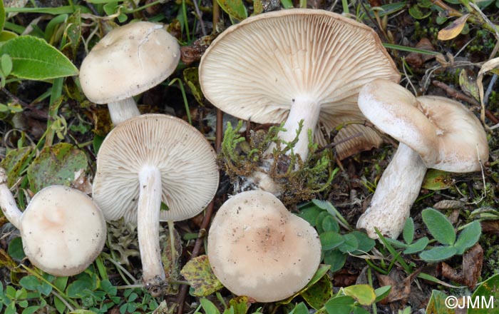 Clitocybe festivoides