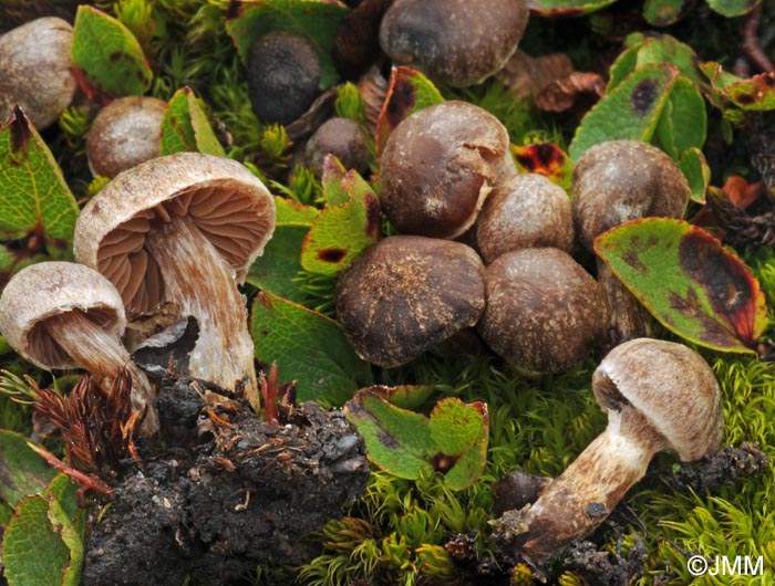 Cortinarius albonigrellus