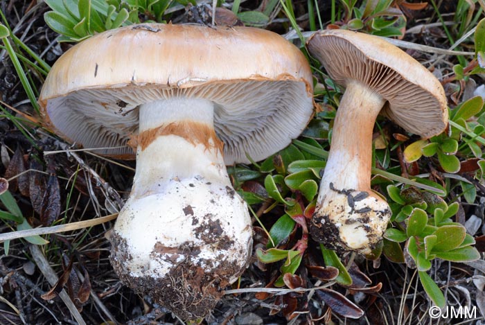 Cortinarius blattoi = Cortinarius lapponicus