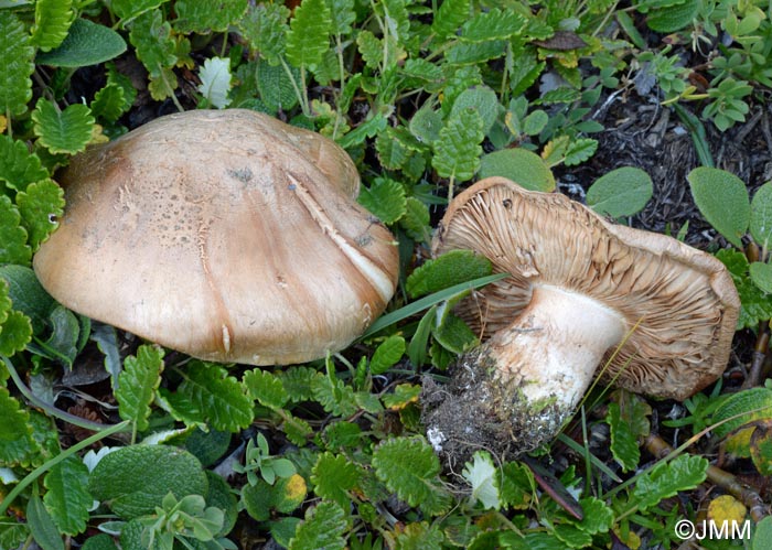 Cortinarius chamaesalicis