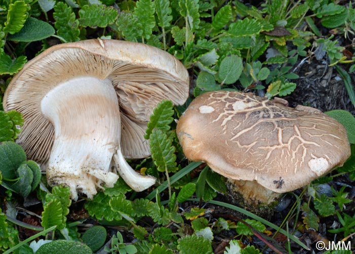 Cortinarius chamaesalicis