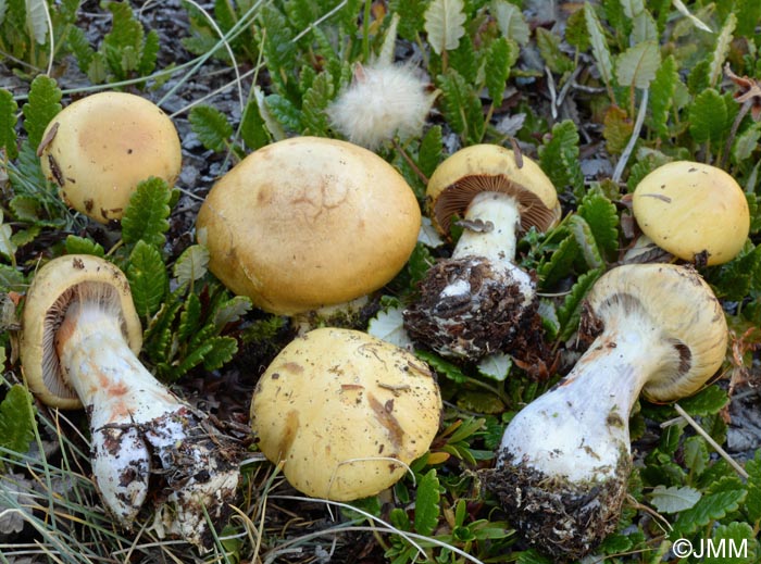 Cortinarius delibutus f. ochroleucoides