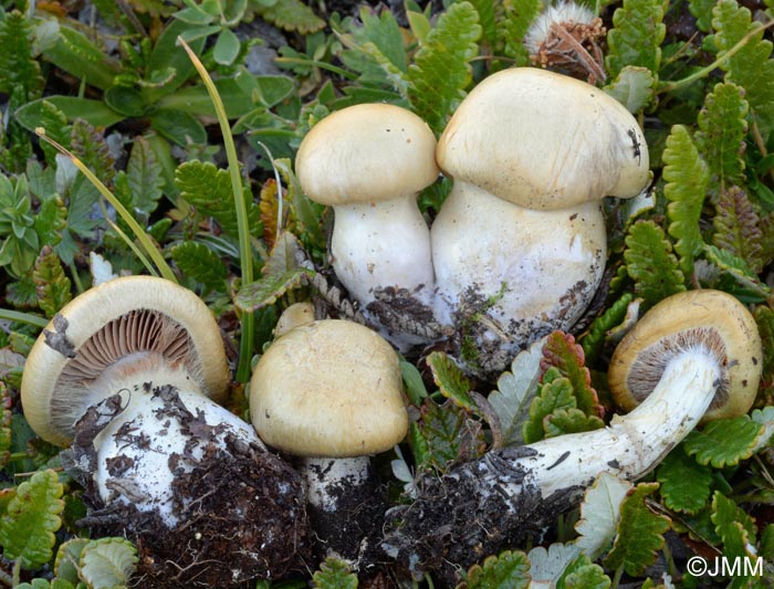 Cortinarius delibutus f. ochroleucoides