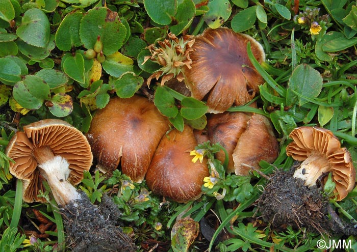 Cortinarius hinnuleus var. favreanus