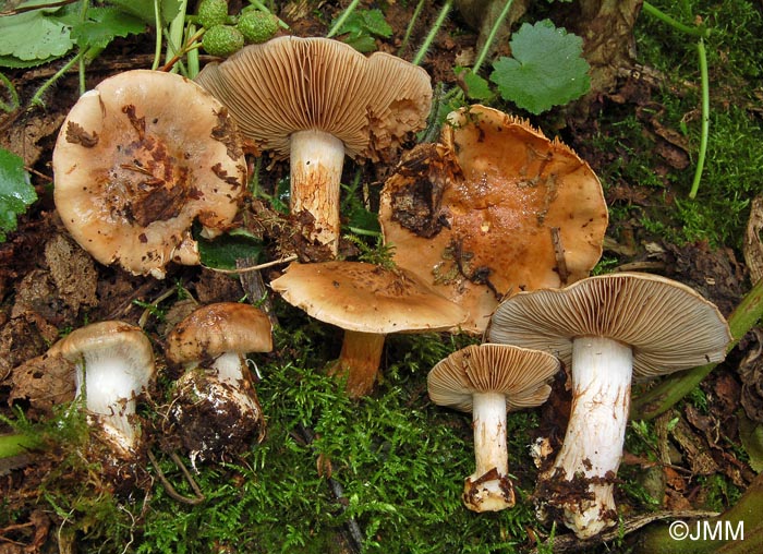 Cortinarius moseri = Cortinarius alnobetulae