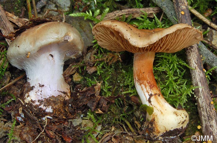 Cortinarius moseri = Cortinarius alnobetulae