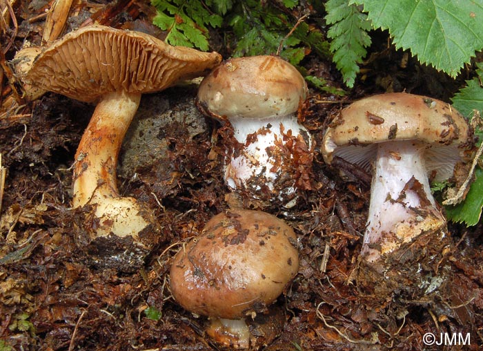 Cortinarius moseri = Cortinarius alnobetulae