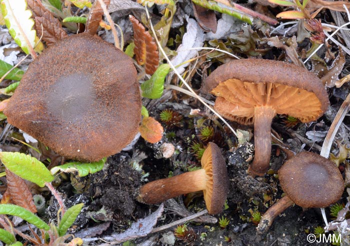 Cortinarius polaris