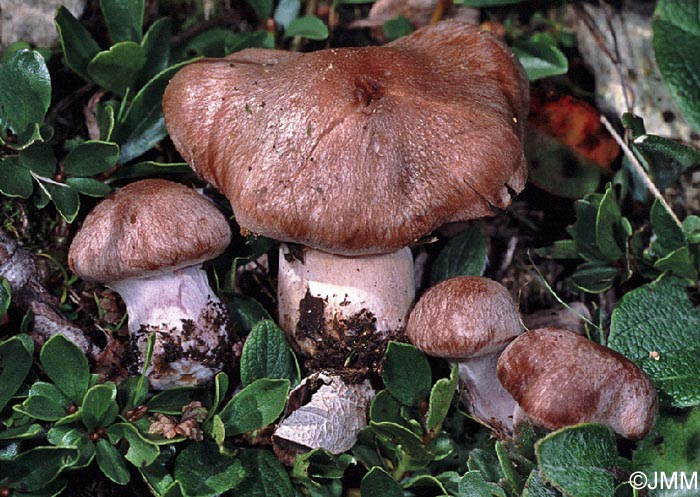 Cortinarius subtorvus