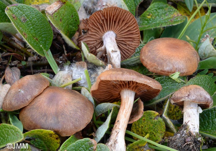 Cortinarius subtorvus