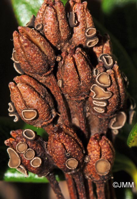 Encoeliopsis rhododendri