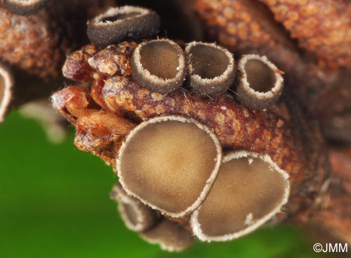 Encoeliopsis rhododendri