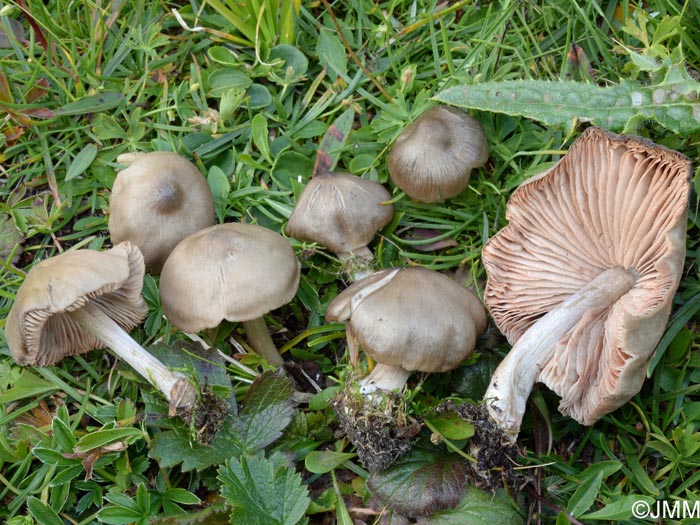 Entoloma alpicola