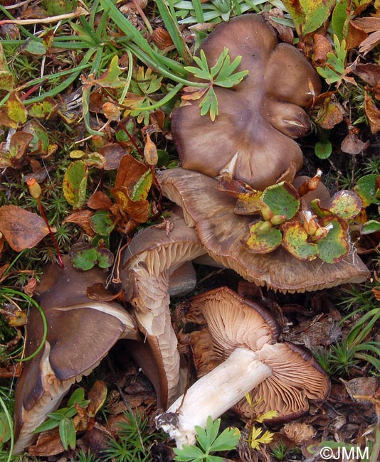 Entoloma alpicola