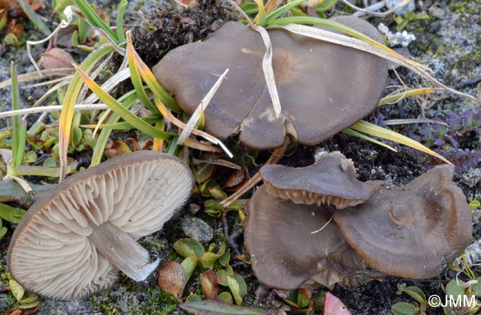 Entoloma alpicola