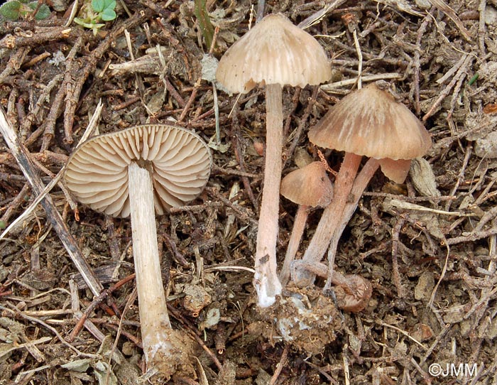 Entoloma vernum