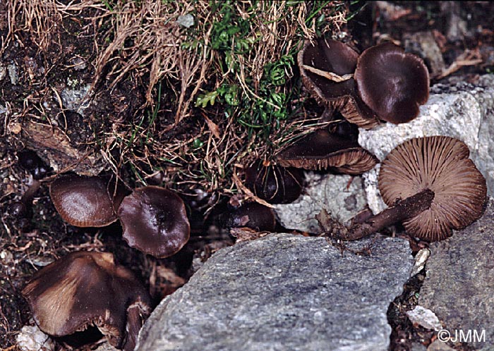 Entoloma vernum