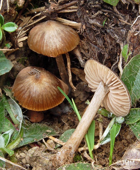 Entoloma vernum