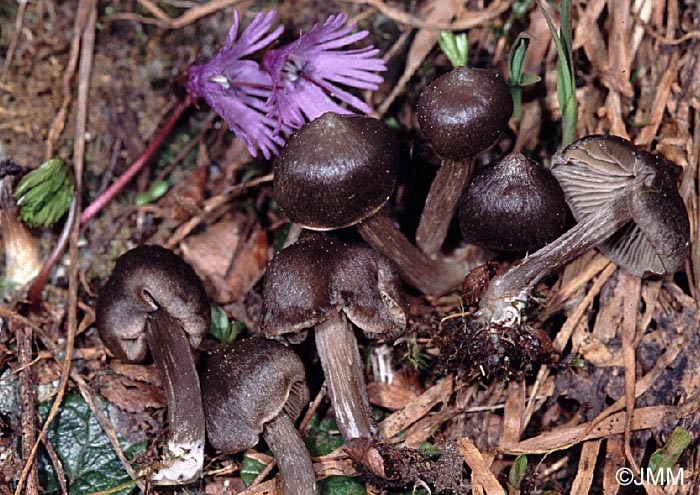 Entoloma vernum